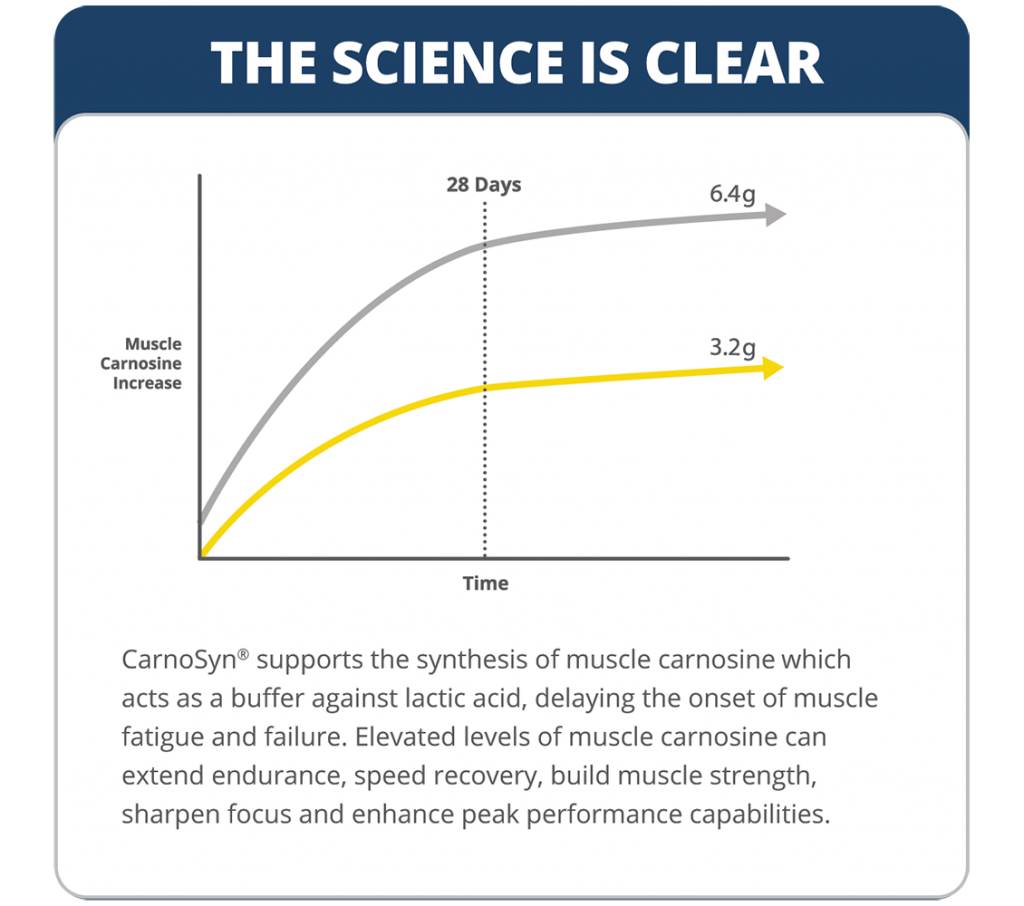 CarnoSyn muscle carnosine increase over time