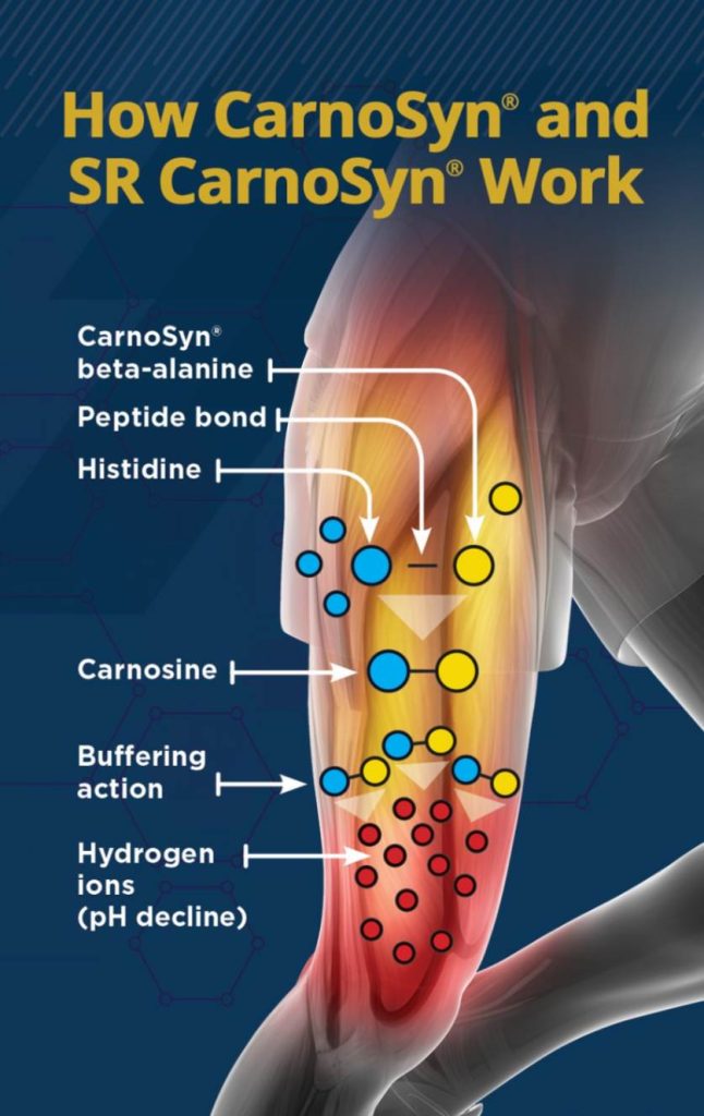 How carnosyn and SR carnosyn work