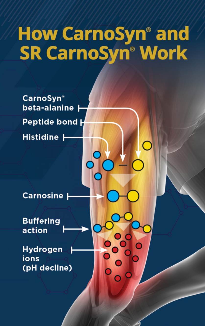 How carnosyn and SR carnosyn work illustration