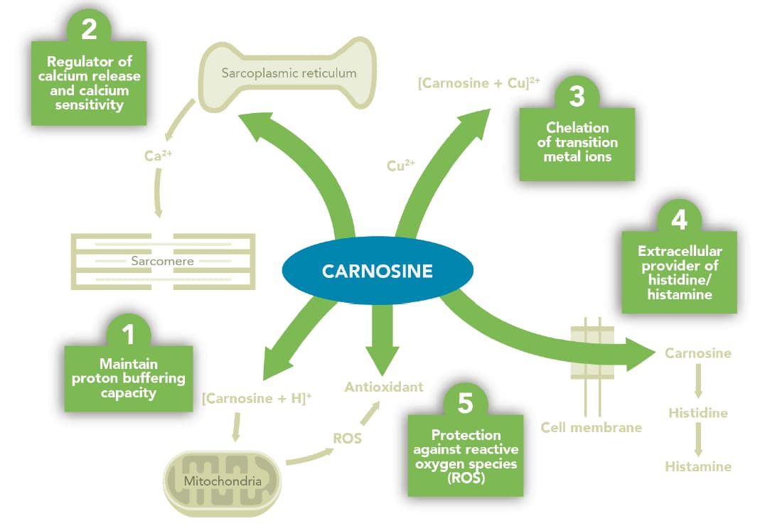 Carnosine can Maintain proton buffering capacity, regulate calcium release and sensitivity, and provide protection against reactive oxygen species.
